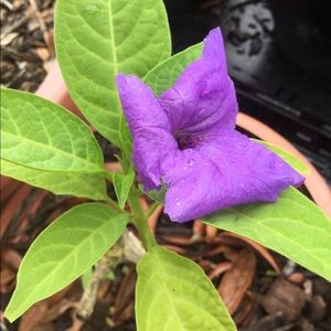 Meet your Posher, Priscilla